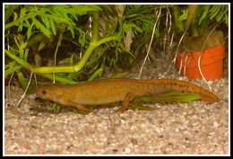 Image of Chuxiong Fire-Bellied Newt