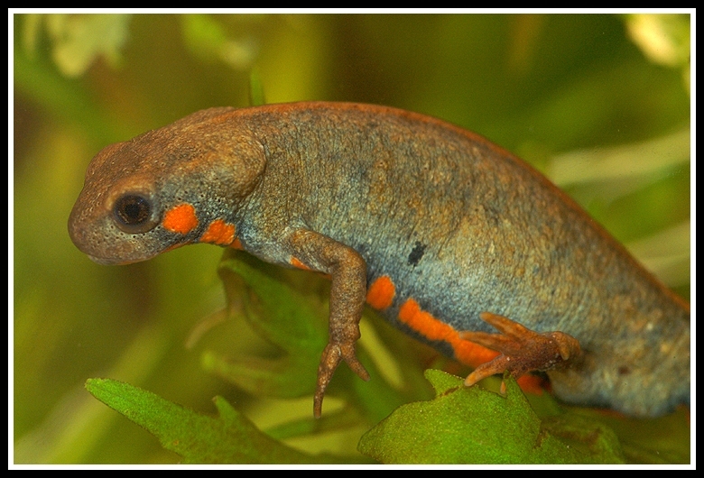 Image of Chuxiong Fire-Bellied Newt