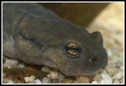 Image of Semirechensk Salamander