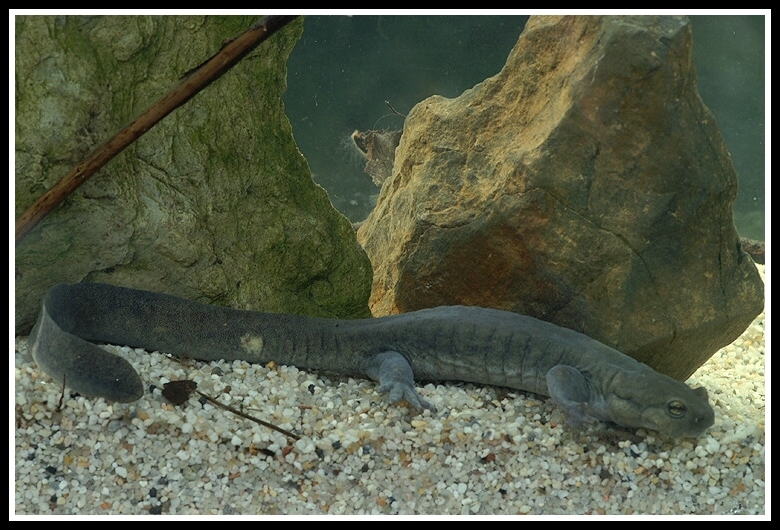 Image of Semirechensk Salamander