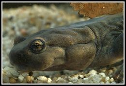 Image of Semirechensk Salamander