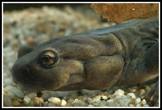 Image of Semirechensk Salamander