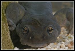 Image of Semirechensk Salamander