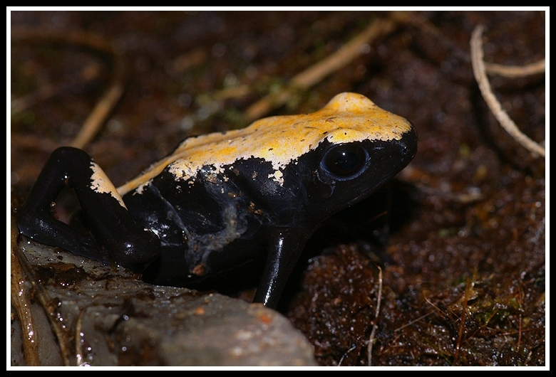 Adelphobates galactonotus (Steindachner 1864)的圖片