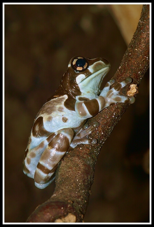 Image of Amazon Milk Frog