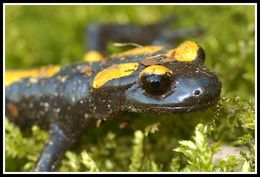 Image of North African Fire Salamander