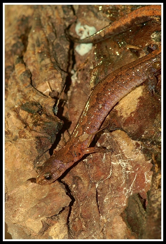 صورة Plethodon dorsalis Cope 1889