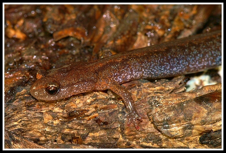 صورة Plethodon dorsalis Cope 1889