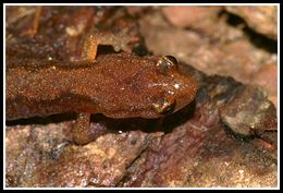 صورة Plethodon dorsalis Cope 1889