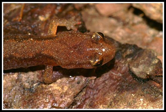 Sivun Plethodon dorsalis Cope 1889 kuva