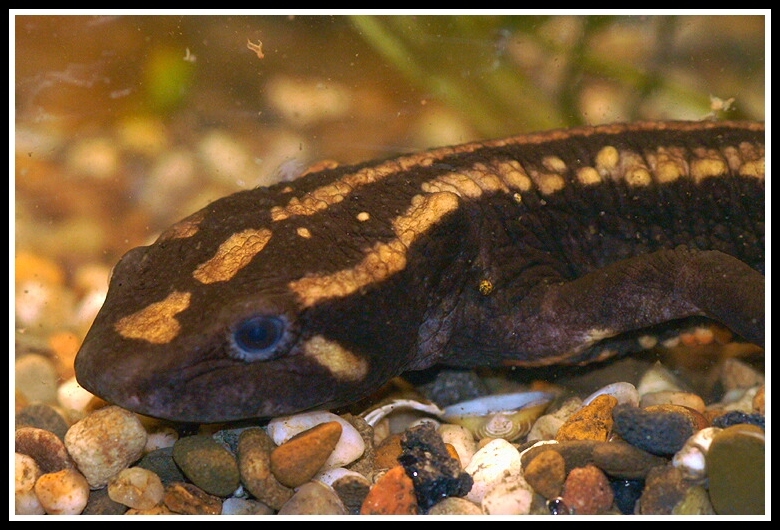 Image of Laos Warty Newt; Laotriton de Laos