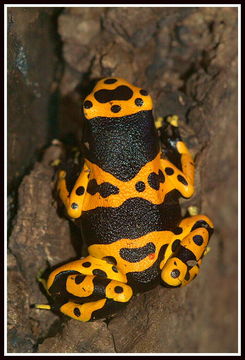 Plancia ëd Dendrobates leucomelas Steindachner 1864