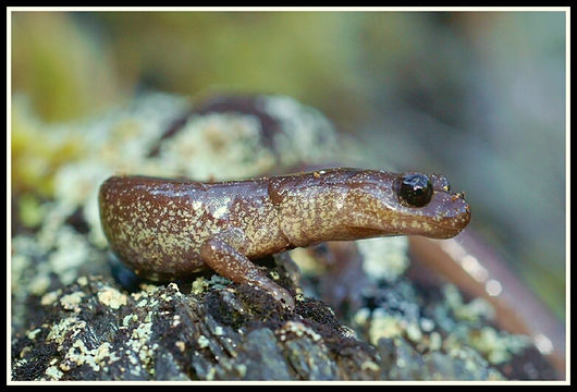 Image of Scottbar Salamander