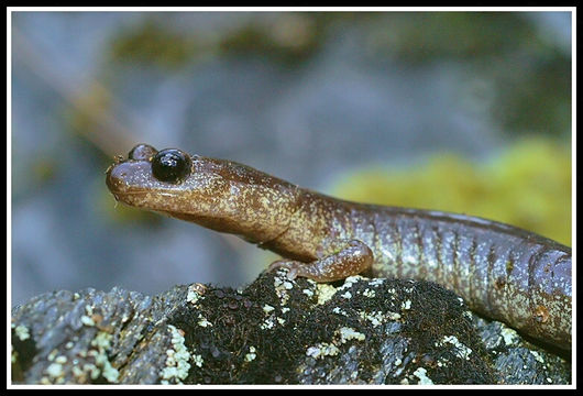 Image of Scottbar Salamander