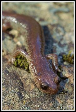 Image of Scottbar Salamander