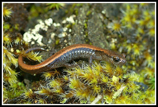 Image of Scottbar Salamander