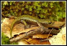 Image of Limestone Salamander