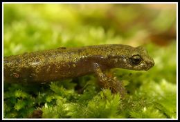 Image of Limestone Salamander