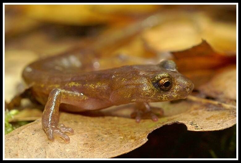 Image of Limestone Salamander