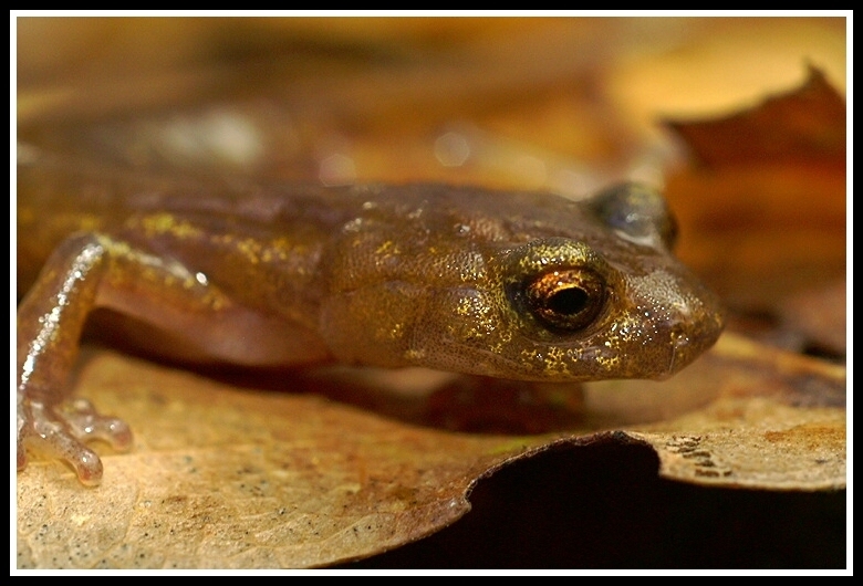 Image of Limestone Salamander