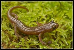 Image of Limestone Salamander