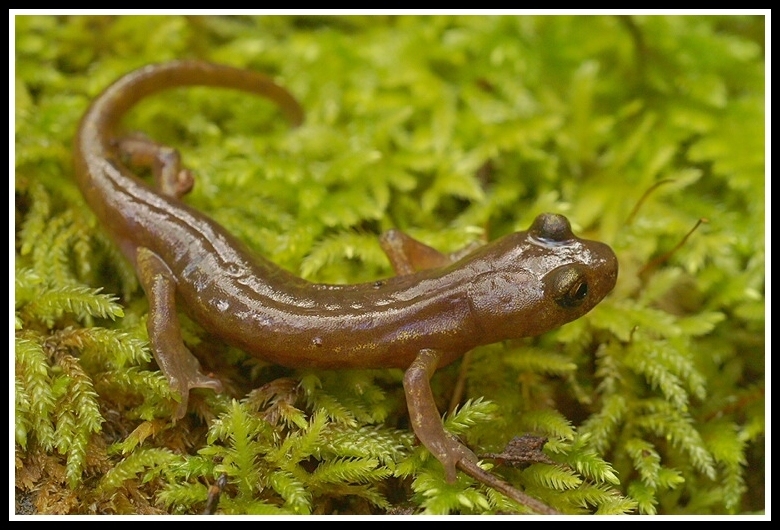 Image of Limestone Salamander