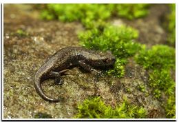 Image of Shasta Salamander