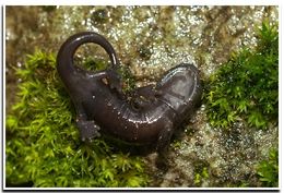 Image of Shasta Salamander