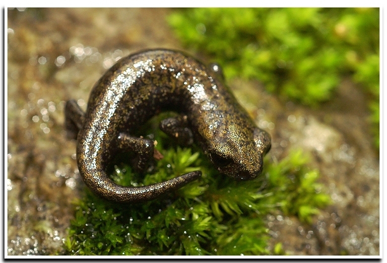 Image of Shasta Salamander