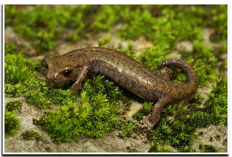 Image of Shasta Salamander