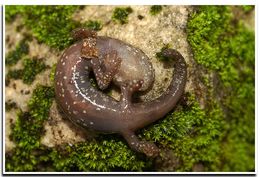 Image of Shasta Salamander