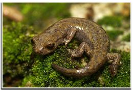 Image of Shasta Salamander