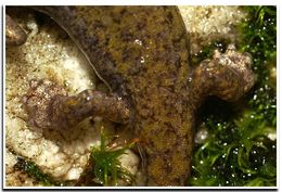 Image of Shasta Salamander