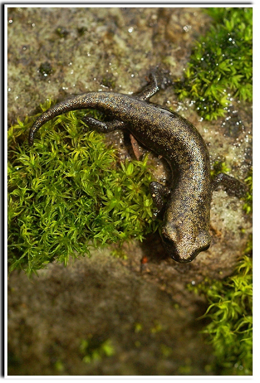 Image of Shasta Salamander