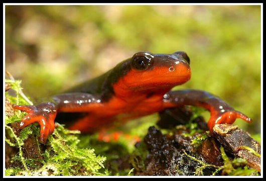 Image of Redbelly Newt