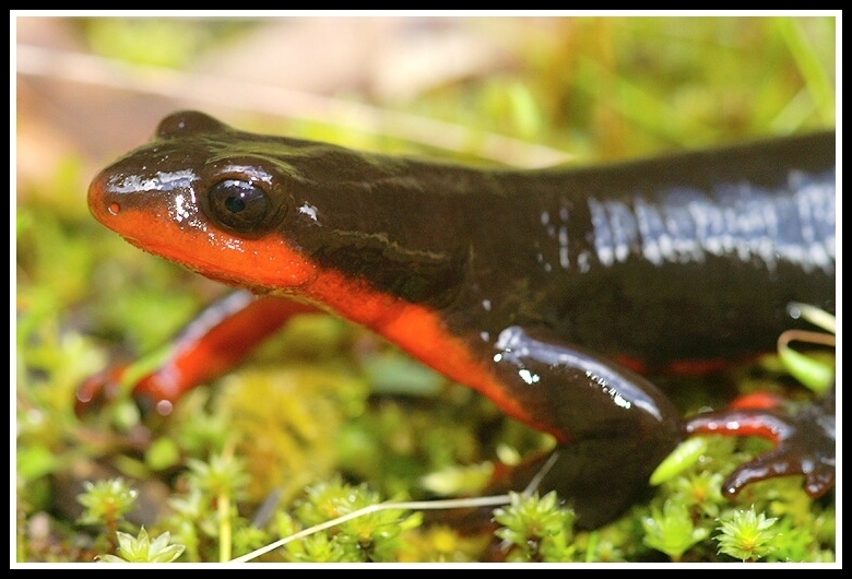 Image of red-bellied newt