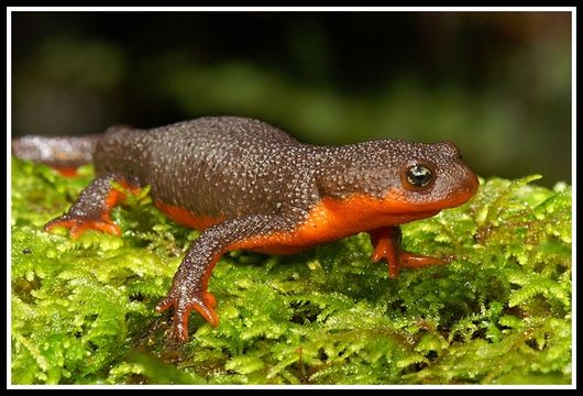 Image of Rough-skinned Newt