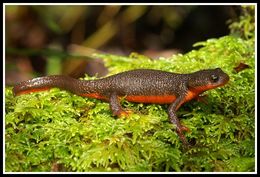 Image of Rough-skinned Newt