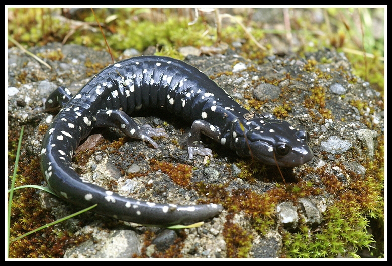 Image of Black Salamander