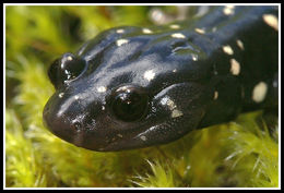 Image of Black Salamander