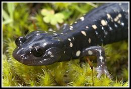 Image of Black Salamander