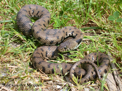 Image of Grass Snake