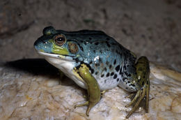 Image of Bronze Frog