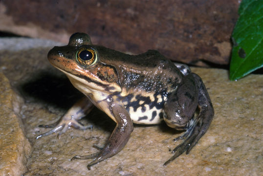 Image de Lithobates virgatipes (Cope 1891)