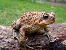 Image of American Toad