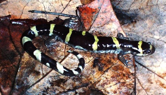 Image of Ringed Salamander