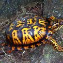 Image of Eastern box turtle