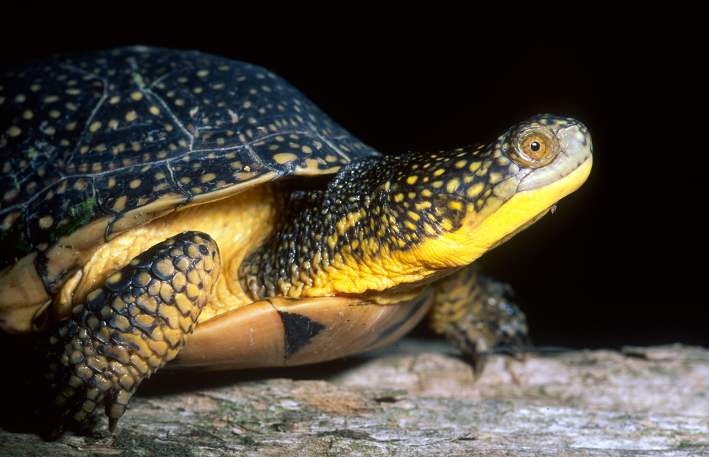 Image of Blanding's Turtle