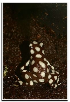 Image of MaraÒÛn poison frog