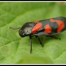 Image de Cercopis vulnerata (Rossi 1807)